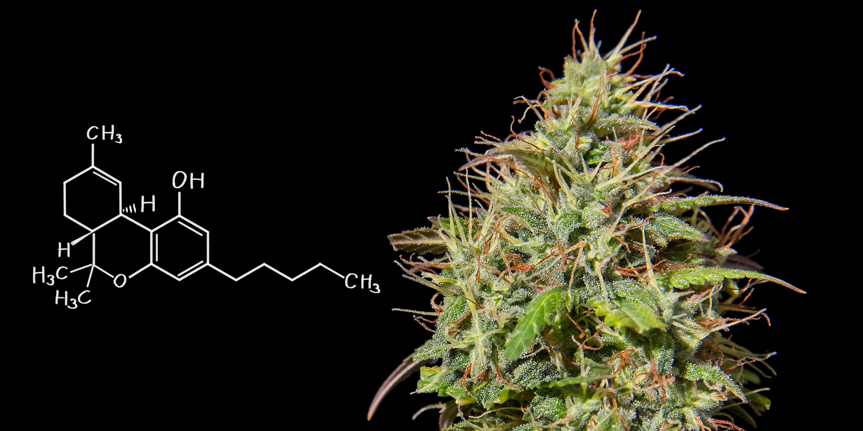 Understanding Cannabis Effects
